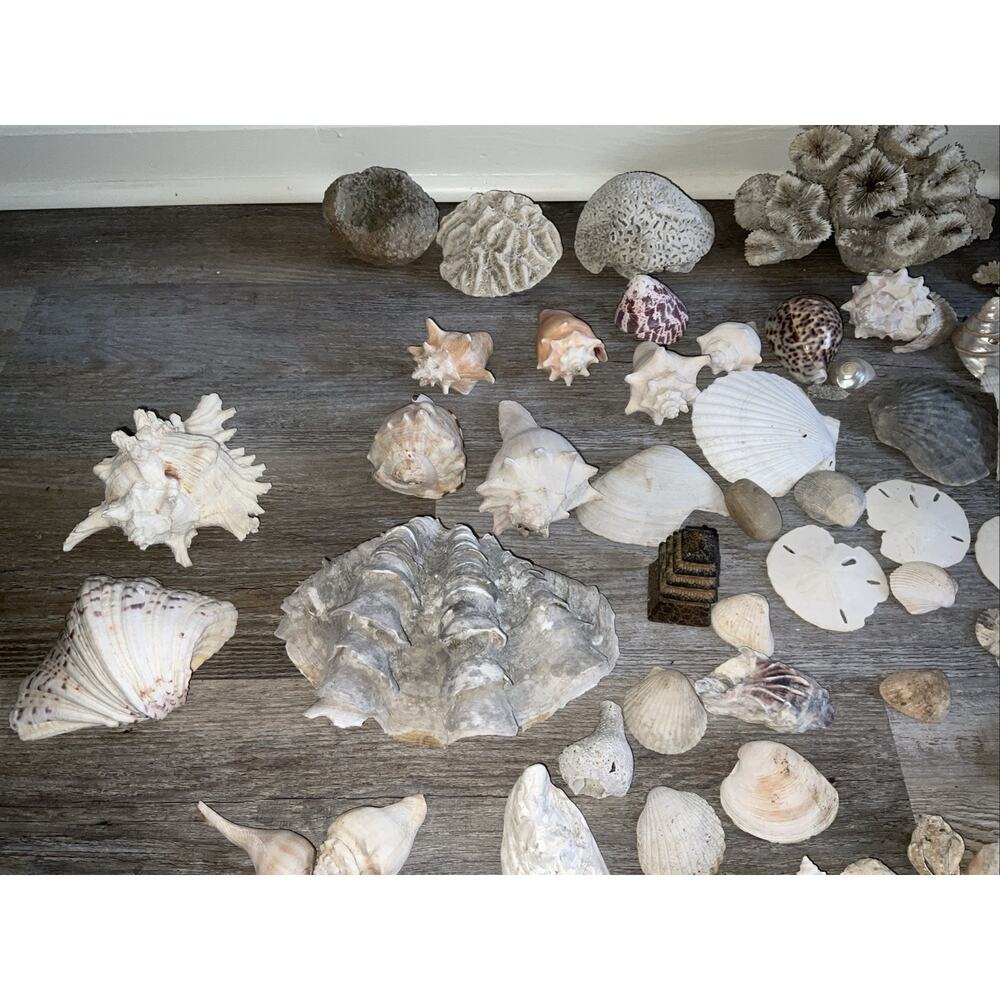 NATURAL CORAL & SEASHELL 40+ PIECE NATURE OCEAN COLLECTION - Picture 5 of 7